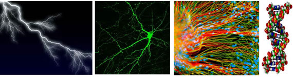 落雷、神経細胞、幹細胞、DNA螺旋階段