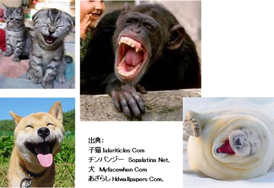 出典：子猫  Ialariticles Com  チンパンジー　Sopalatina Net、犬　Myfacewhen Com  あざらし  Hdwallpapers Com
