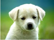 出典：泣き顔の犬 deepakvasudevan.blogspot.co