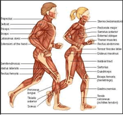 出典：Muscle System homepage.smc.edu