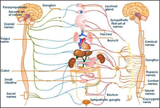 出典：交感神経 & 副交感神経システム図 lookfordiagnosis.com