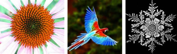 花の形状、鳥の羽、氷の結晶