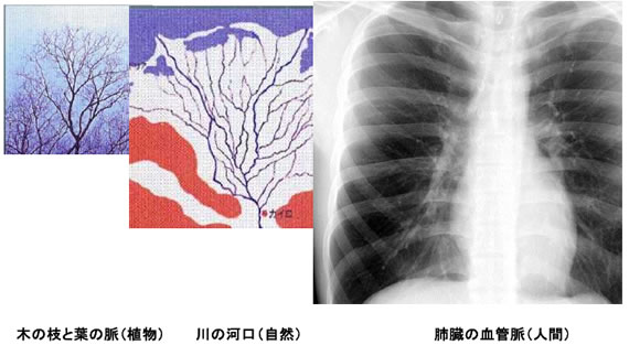 木の枝、川の河口、肺臓の血管脈