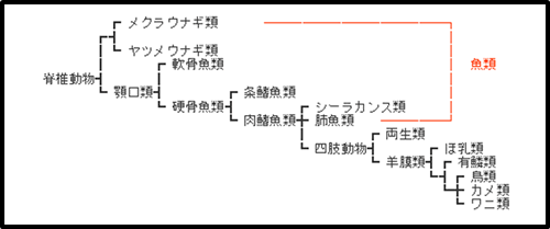 出典：魚類の進化 Yahoo Japan