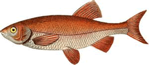 出典：魚 thegraficsfaiy com