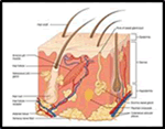 出典：人間の皮膚
Human-Skin-Pores.jpg#id=13&iurl