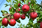 出典：リンゴと月（昼間と夜）　com/shop/fruit-trees/apple & moon　screensaver