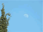 出典：リンゴと月（昼間と夜）　com/shop/fruit-trees/apple & moon　screensaver