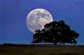 出典：リンゴと月（昼間と夜）　com/shop/fruit-trees/apple & moon　screensaver
