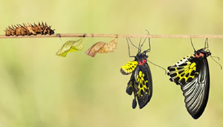 出典　Transformation変身mitchellakegroup.com.articles/media/single