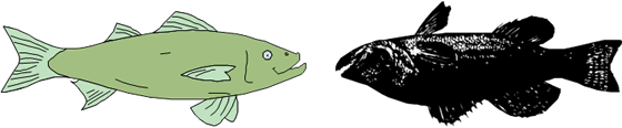 Live Fish & Dead Fishの掟