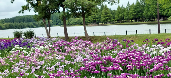 2022年6月水元公園
